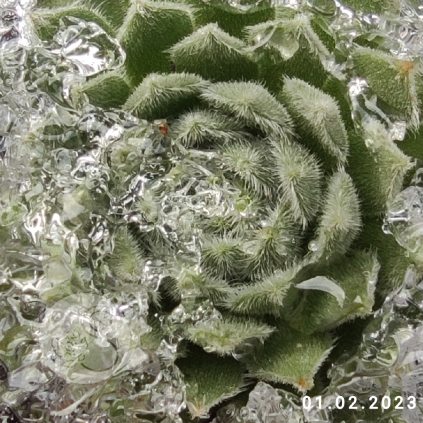 Sempervivum 'Green Ice'