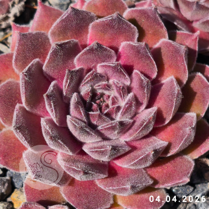Sempervivum 'Neptune'