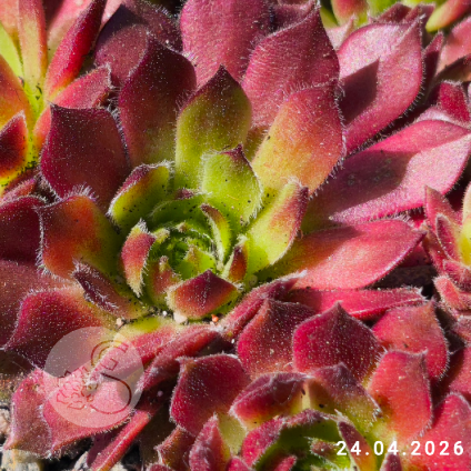 Sempervivum 'Hermann Näpfel'
