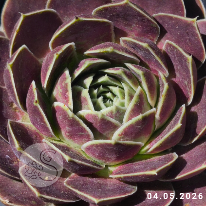 Jovibarba heuffelii 'Chiapas'