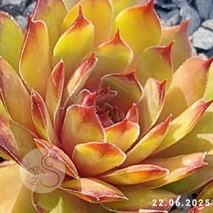 Sempervivum 'Babe'