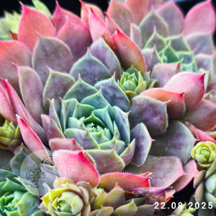 Sempervivum 'Emerald Empress'