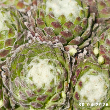 Sempervivum 'Alabaster'