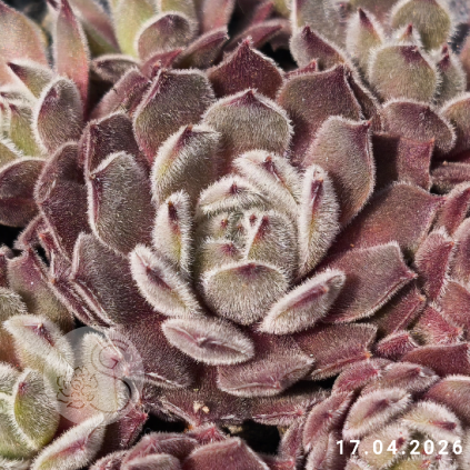 Sempervivum 'Grizzle Velvet'