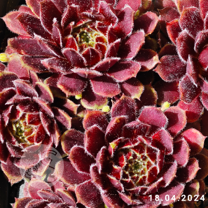 Sempervivum 'Haberer Boy'