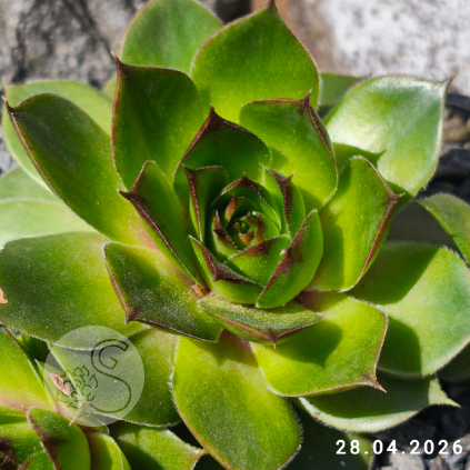 Sempervivum 'Pistachio'