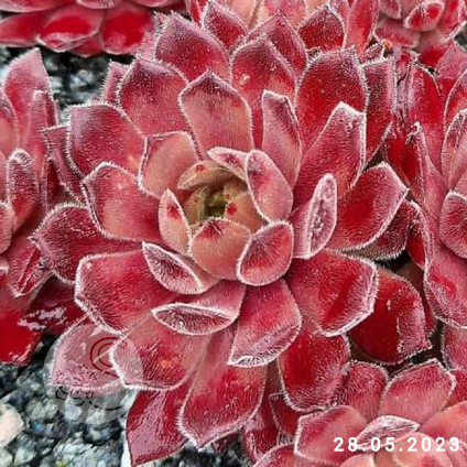 Sempervivum 'Little Sister'