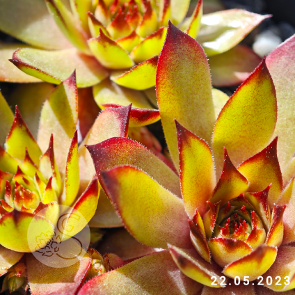 Sempervivum 'Mai Appel'