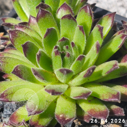 Sempervivum 'Grünfrosch'