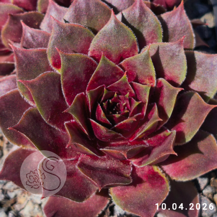 Sempervivum 'Nefertari'