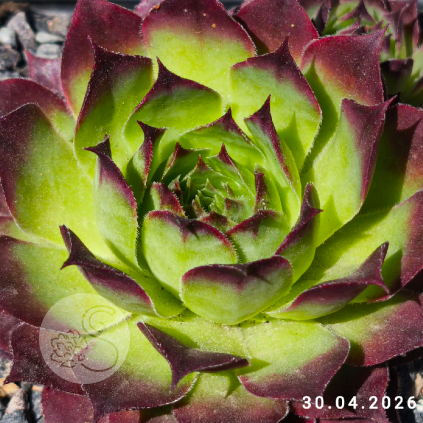 Sempervivum 'Nico'