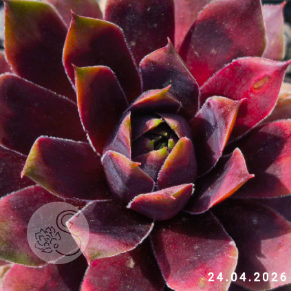 Sempervivum 'Tòbiás'