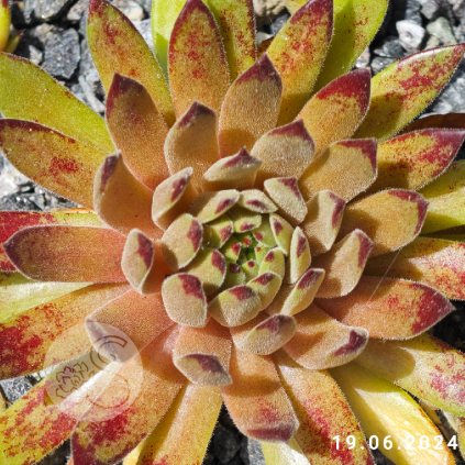 Sempervivum 'Devils Touch'