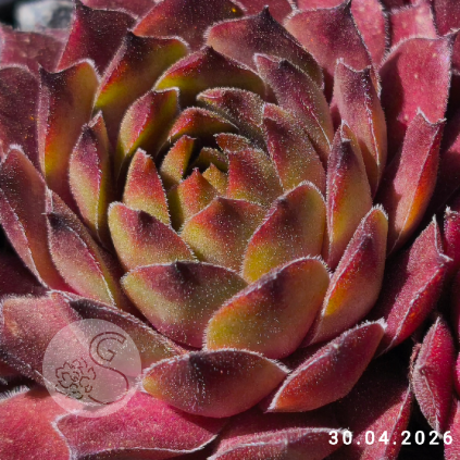 Sempervivum 'Gratiana'
