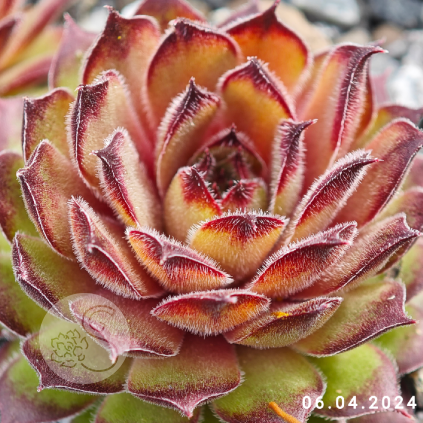 Sempervivum 'Titania'