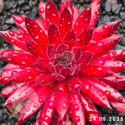 Sempervivum 'Pacific Blazing Star'