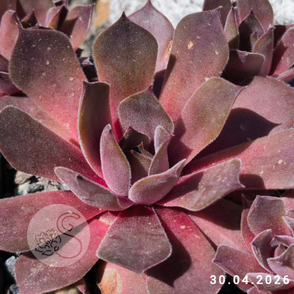 Sempervivum 'Clare'