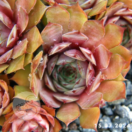 Sempervivum 'Krafla'