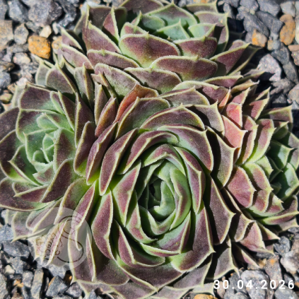 Jovibarba heuffelii 'Fante'