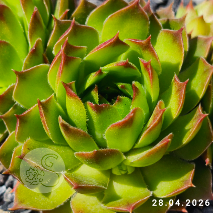 Sempervivum 'Andinn Crone'
