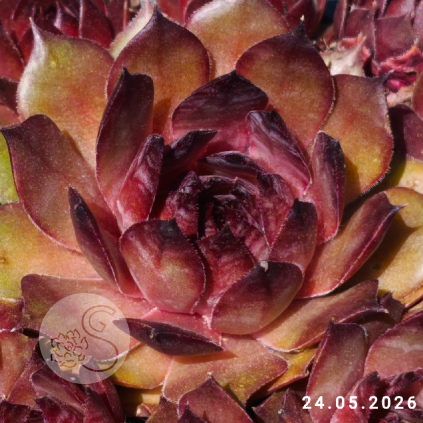 Sempervivum 'Goldrose'