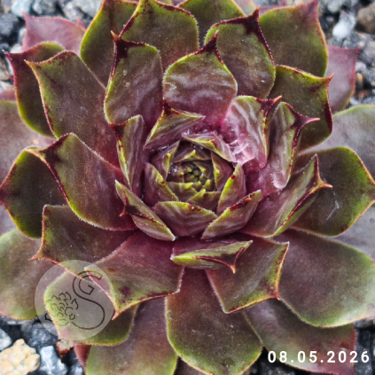 Sempervivum 'Esthetique du Mal'