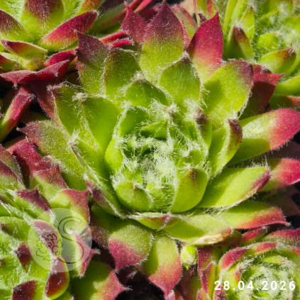 Sempervivum 'Takane No Hana'