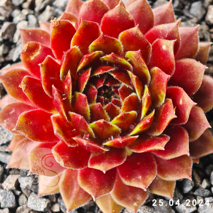 Sempervivum 'Garden Party'