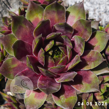 Sempervivum 'Roter Zwerg'