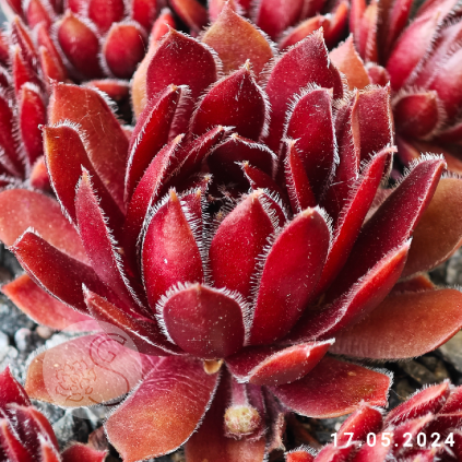 Sempervivum 'Summer Symphony'