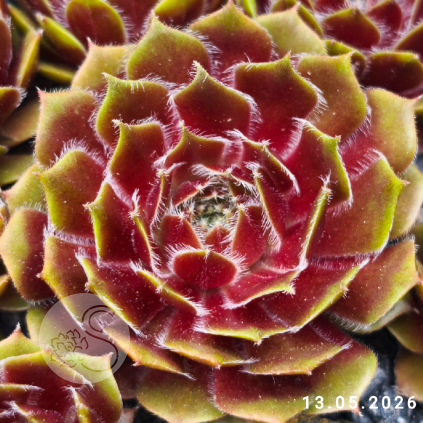 Sempervivum 'Tira'