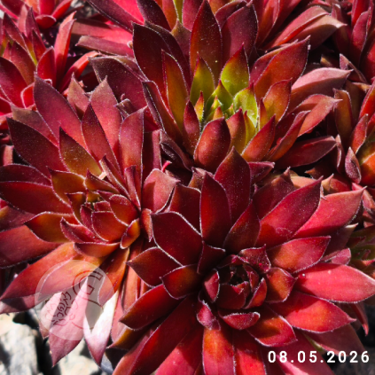 Sempervivum 'Hart'