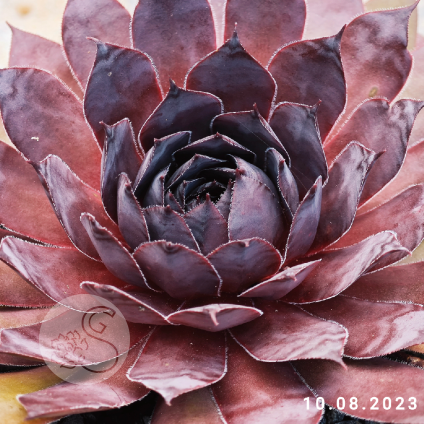 Sempervivum 'Big Six-O'