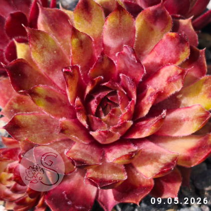 Sempervivum 'Pacific Dawn'