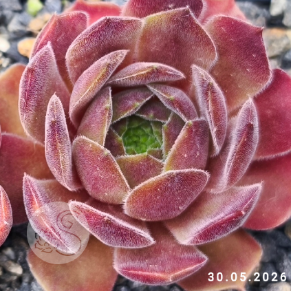 Sempervivum 'Downland Queen'