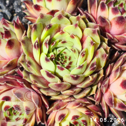 Sempervivum 'Greenii'