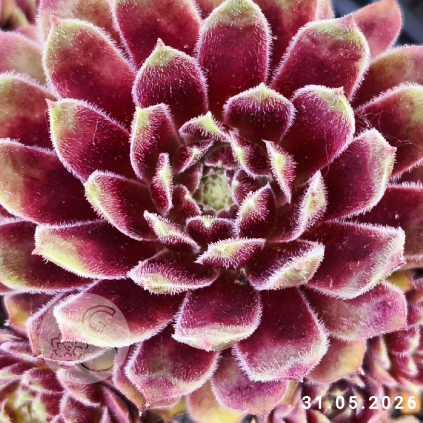 Sempervivum 'Leonora'