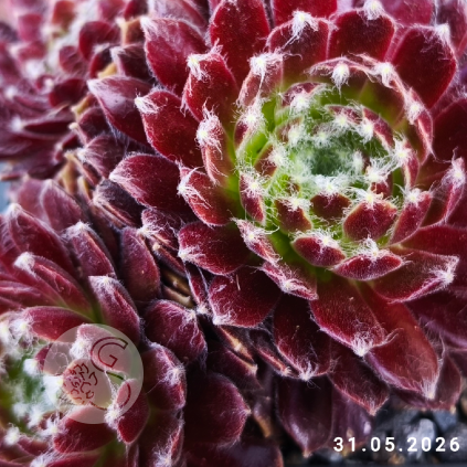 Sempervivum 'Gossamer'