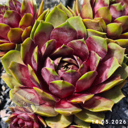 Sempervivum 'Annie Okley'