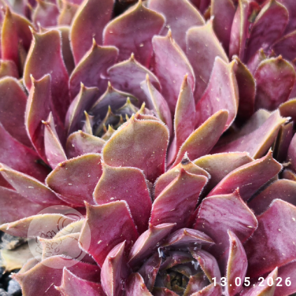 Sempervivum 'Pacific Lassie'