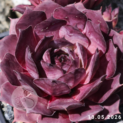 Sempervivum 'Nightlife'