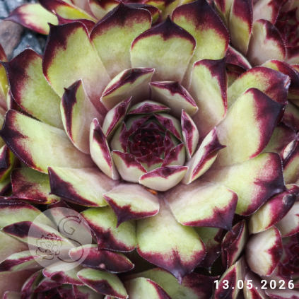 Sempervivum 'Cafe'