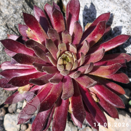 Sempervivum 'Goblin'