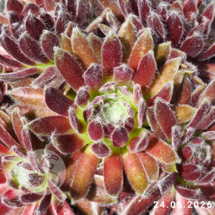 Sempervivum 'Primaballerina'