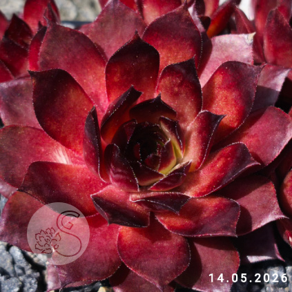 Sempervivum 'Lioness'