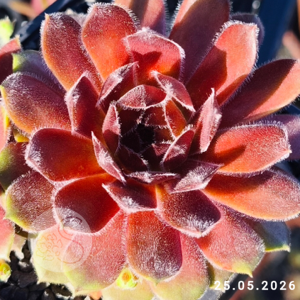 Sempervivum 'Director Jacobs'