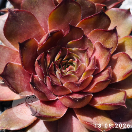 Sempervivum 'Andinn Oriax'