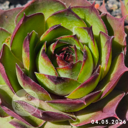 Sempervivum 'Boss Drum'