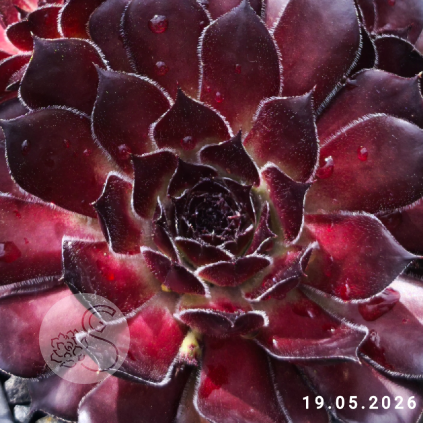 Sempervivum 'Midnight Melody'