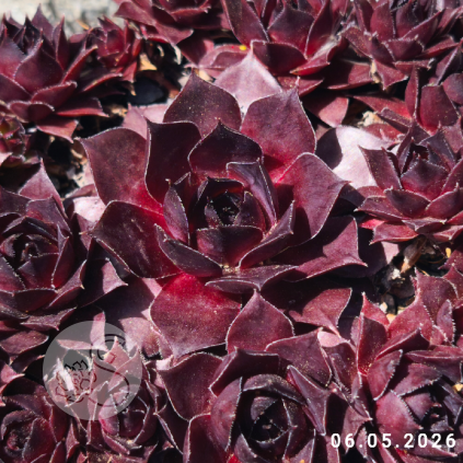Sempervivum 'Night Watch'